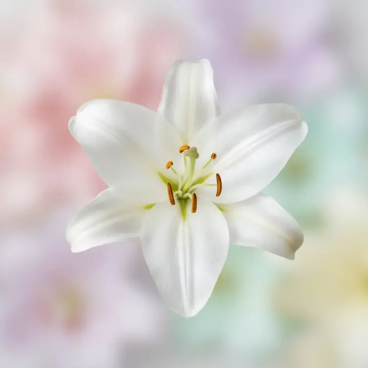 imieniny liliany